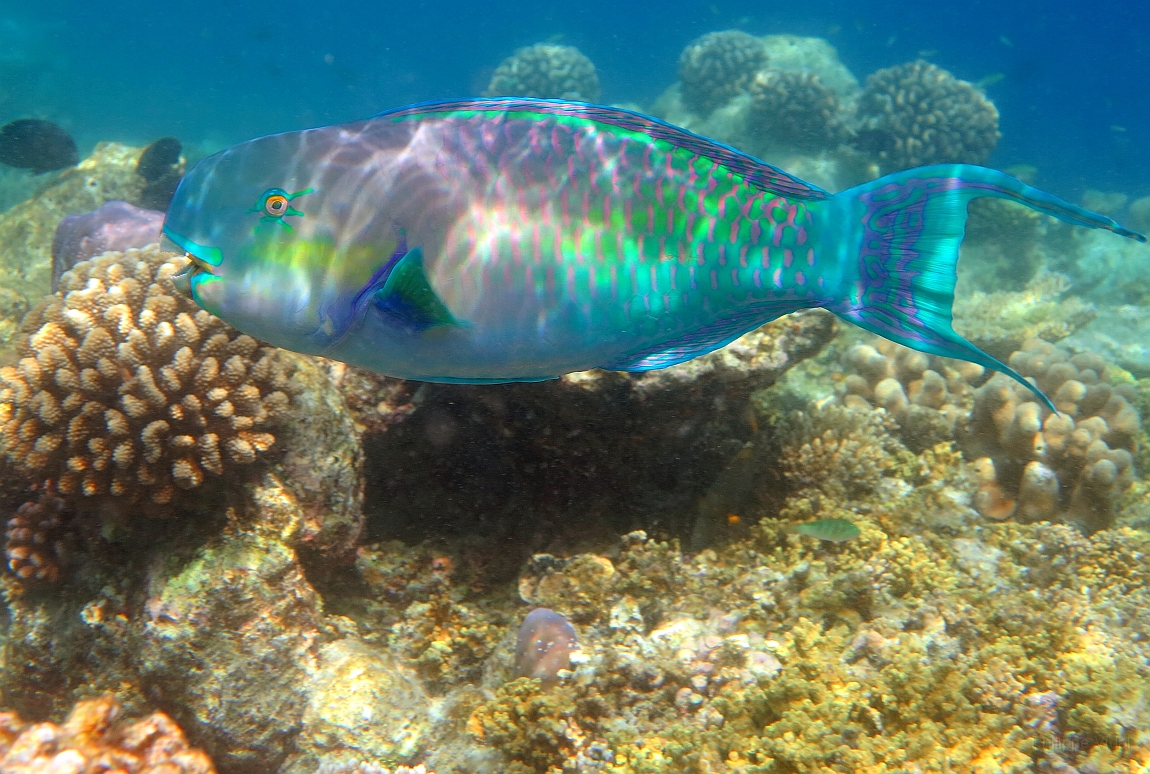 IMG_0710rf_Maldives_Madoogali_House reef_Poisson perroquet.jpg